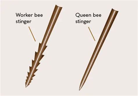 Queen Bee: Een Zoete Stinger Met Een Bijzondere Smaak!